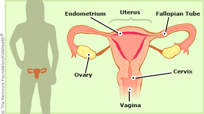 女性生殖器官