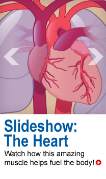 心跳能让肌肉控制如何帮助血管的能量